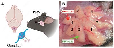 Whole Brain Mapping of Neurons Innervating Extraorbital Lacrimal Glands in Mice and Rats of Both Genders